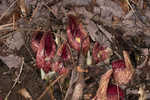 Skunk cabbage